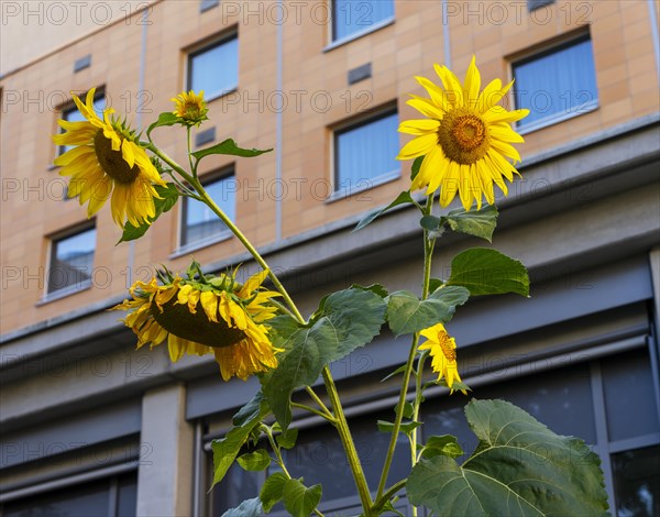 Sunflower in front of the facade of an apartment block
