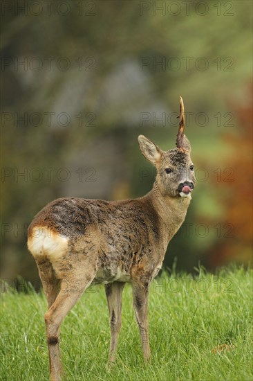 European roe deer