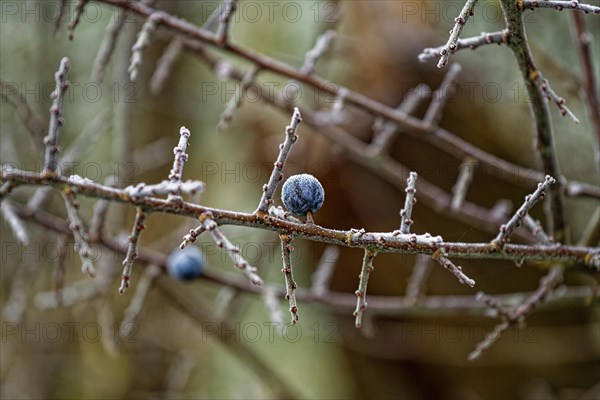 Hoarfrost