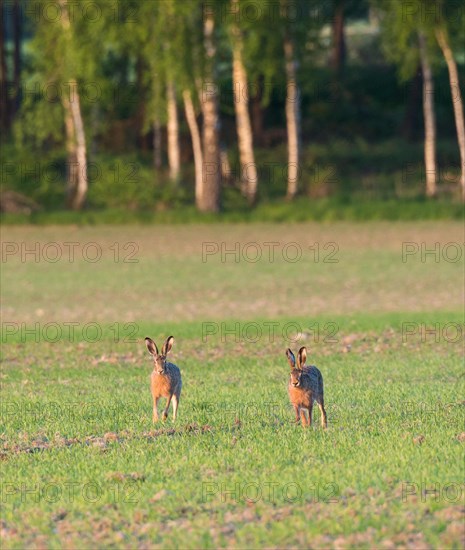 Pair of two brown hares