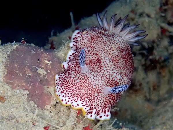 Colouring Chromodoris