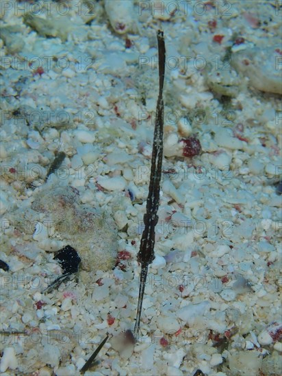 Robust ghost pipefish