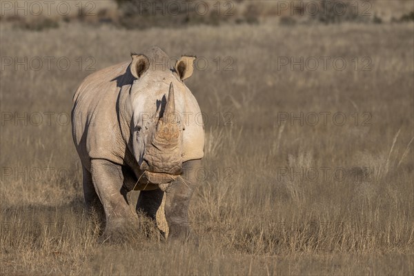 White rhinoceros