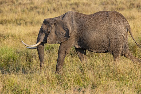 African elephant