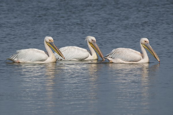 Great white pelican