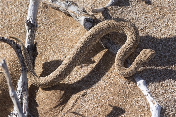 Dwarf puff adder