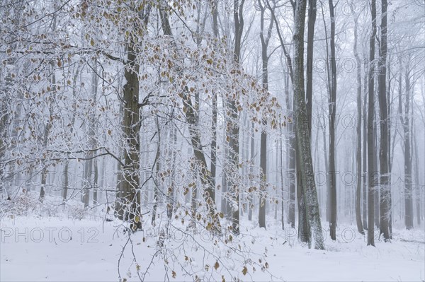 Snow-covered deciduous forest in the fog