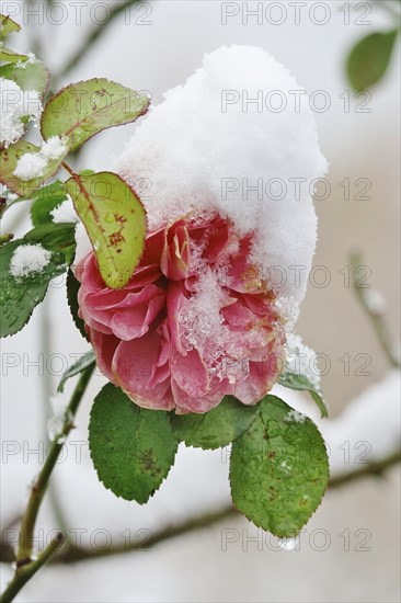 First snow
