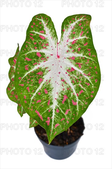 Exotic Caladium Hearts Desire houseplant with bright red leaves in pot on white background