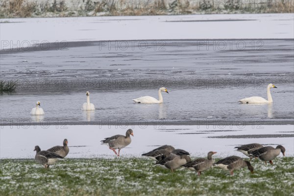 Tundra swans