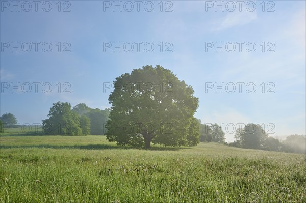 Oak tree