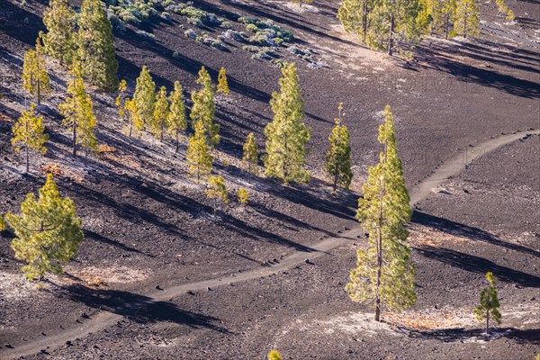 Canary Island pines