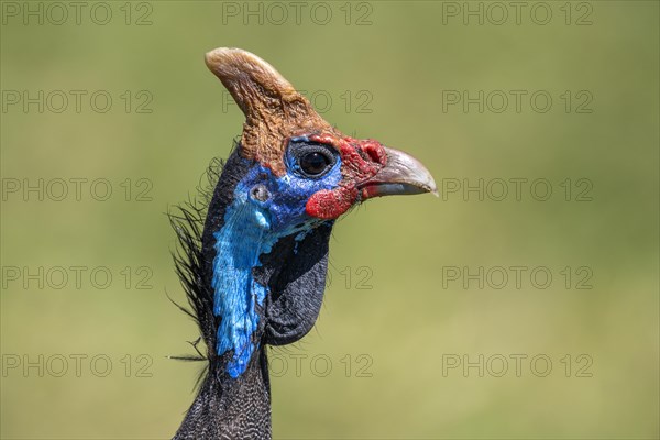 Helmeted guineafowls