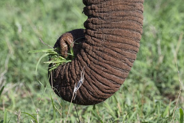 African elephant