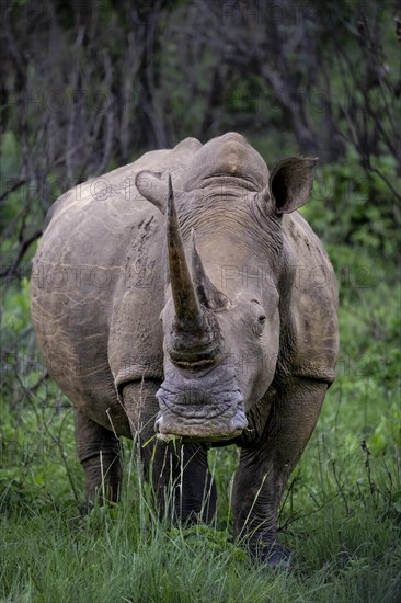 White rhinoceros