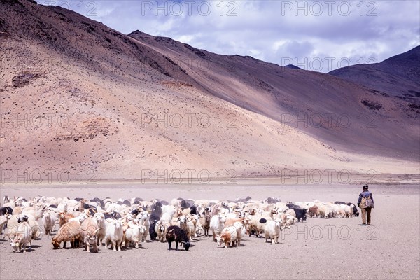 Shepherd with his Changthangi or Changpa