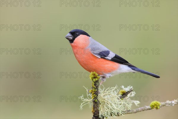 Eurasian bullfinch