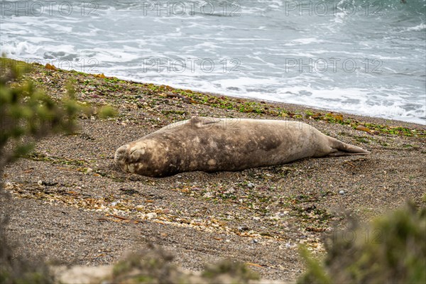 Southern elephant seal