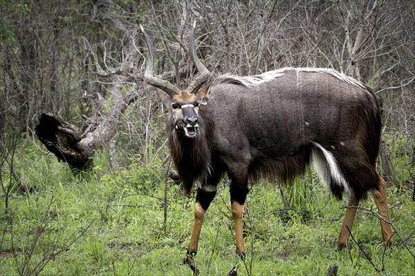 Nyala