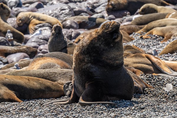 South American sea lion