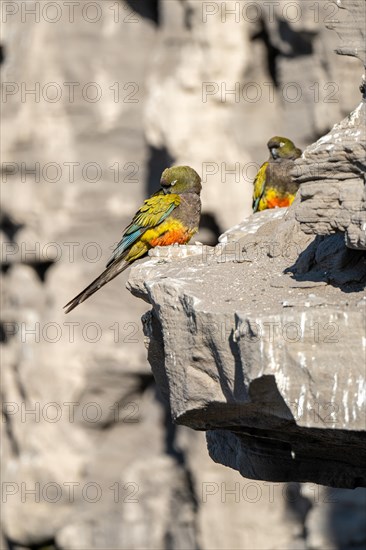 Rock parakeets