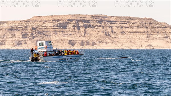 Southern right whale