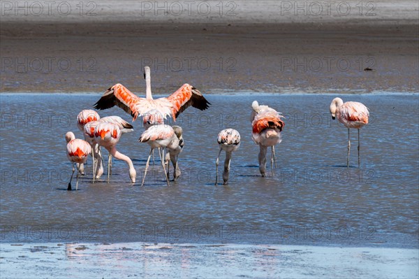 Chilean flamingo