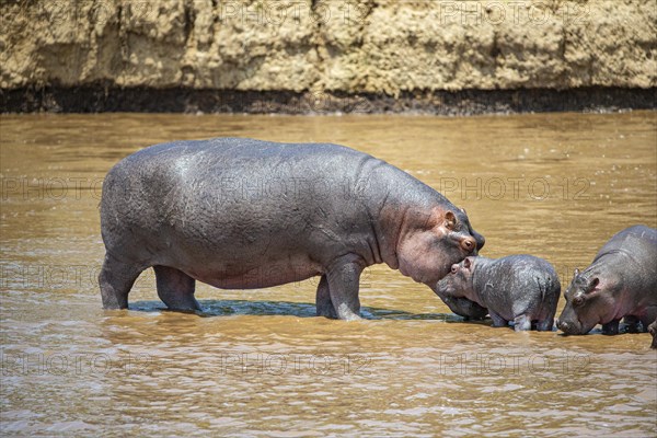 Hippopotamus