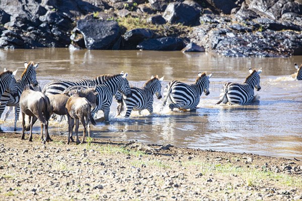 Plains zebra