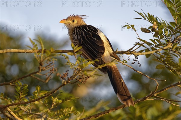 Guira Cuckoo