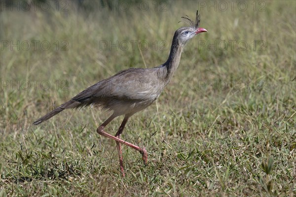 Red-legged Seriema