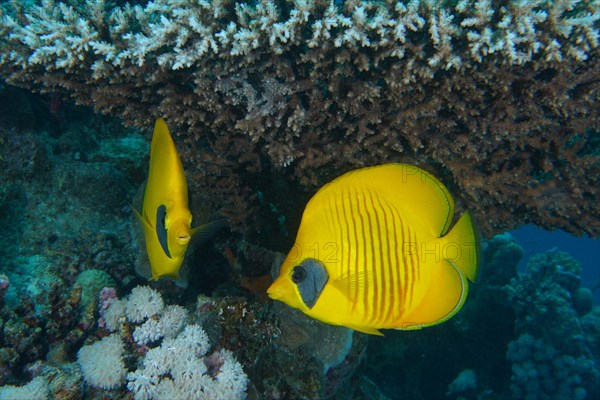 Pair of bluecheek butterflyfish