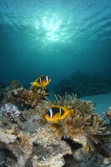 Pair of red sea clownfish