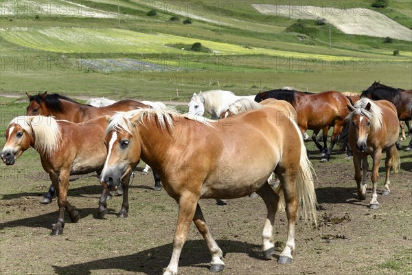 Haflinger horses and others