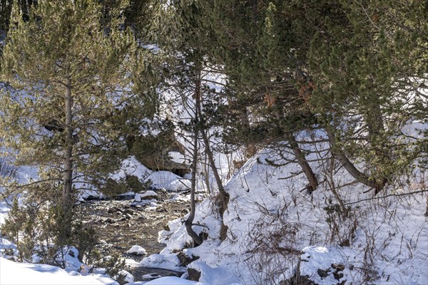 Winter landscape with snow in the snowy mountains of the Pyrenees of Andorra