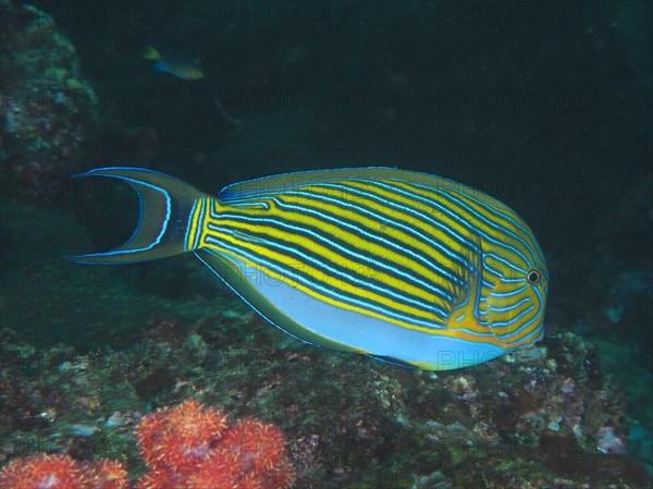 Blue-striped surgeonfish