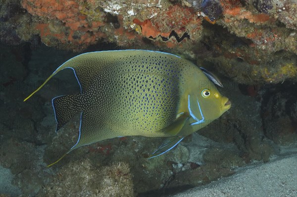 Koran angelfish