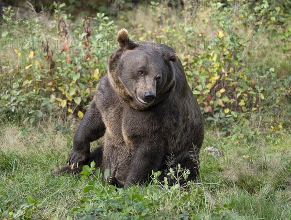 Brown bear