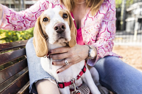 Beagle dog wearing a red harness sitting on a wooden bench with his owner