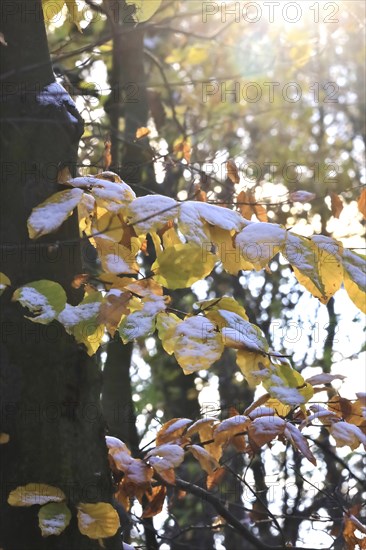 Trees in late autumn with first snow