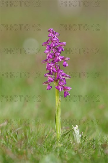 Man's orchid