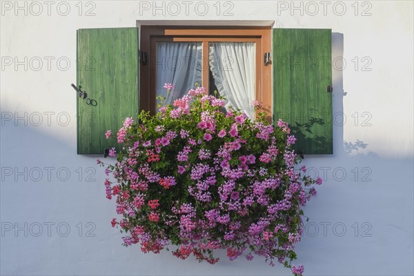 Window with green shutters