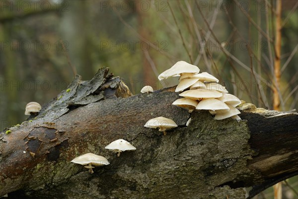 A group of ringed slime moulds