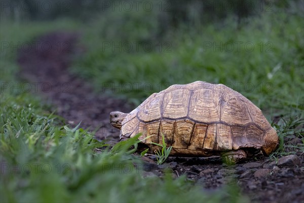 Leopard tortoise