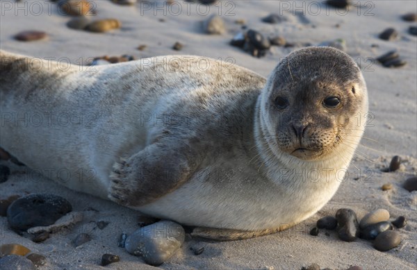 Seal on the beach