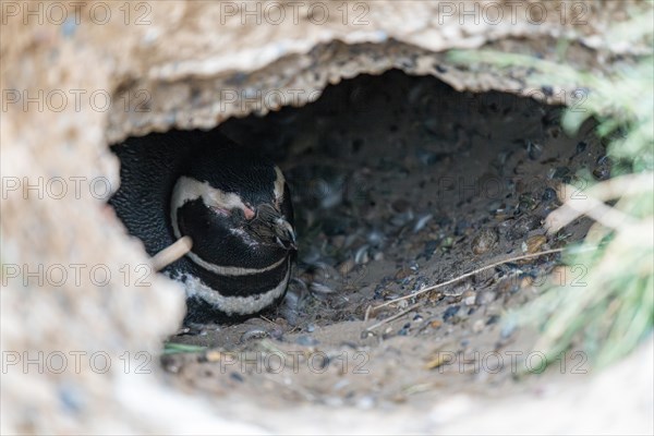 Magellanic penguin