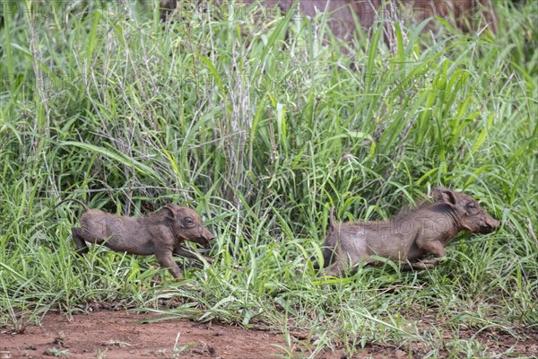 Common warthog