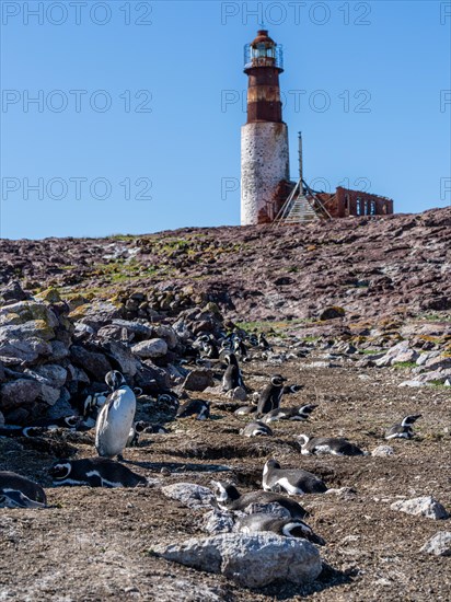 Magellanic penguin