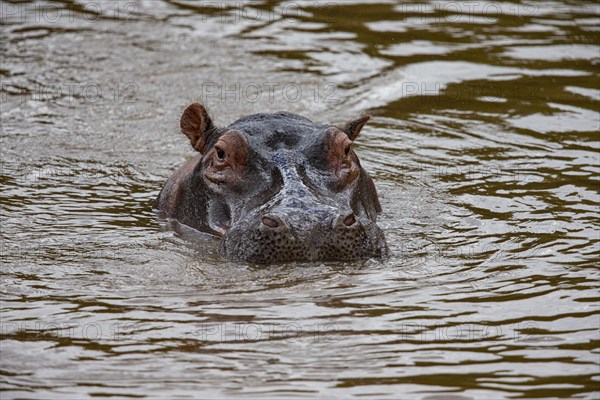 Hippopotamus