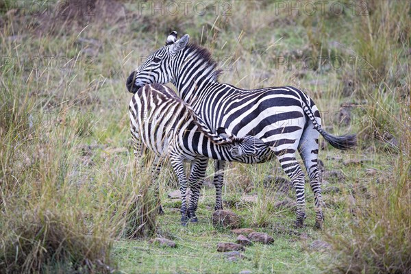 Plains zebra